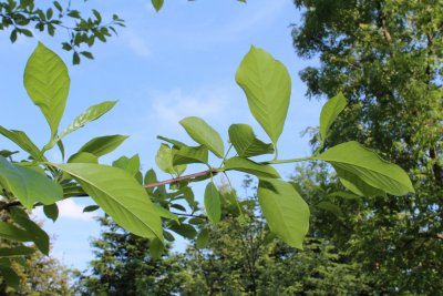 Nyssa sylvatica - tupela lesní - jarní větévka, listy a květy (2)